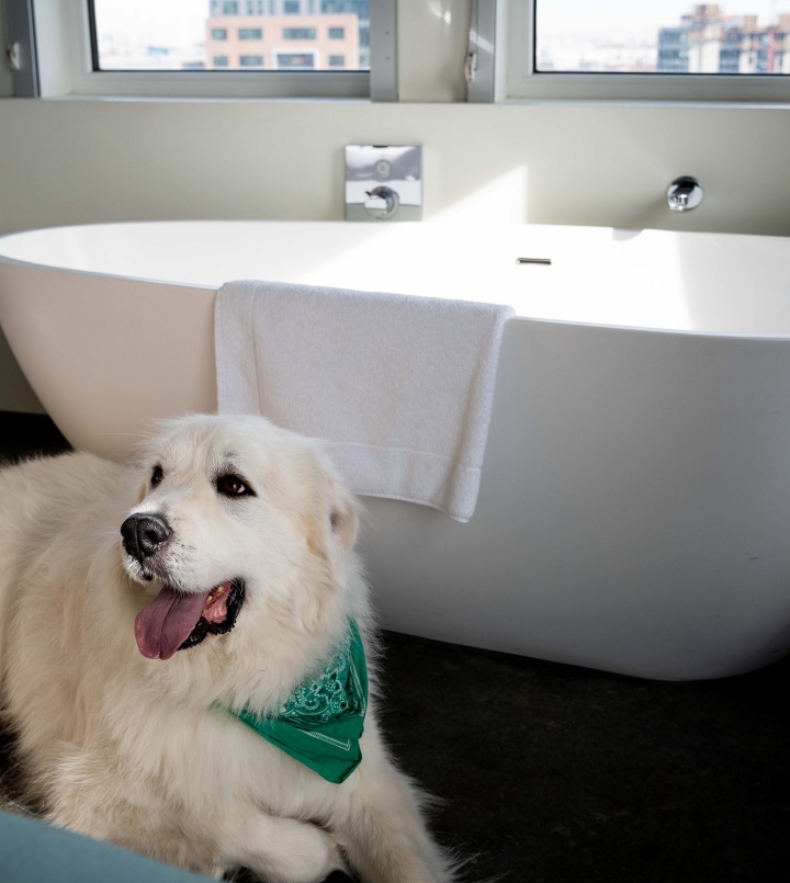 dog by bathtub