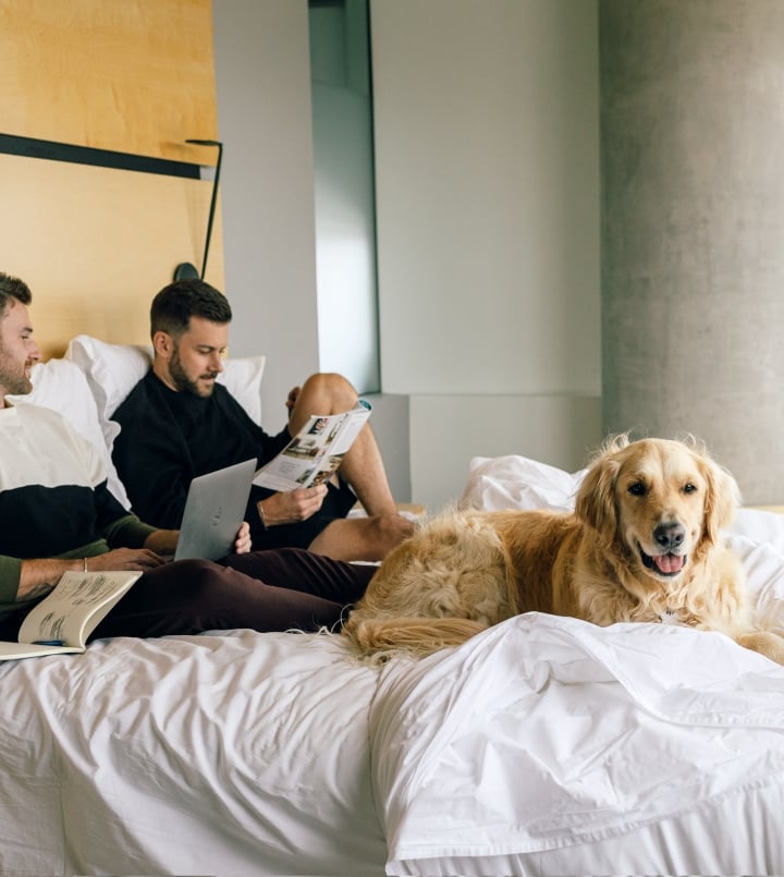 Guests and pet dog in hotel bed