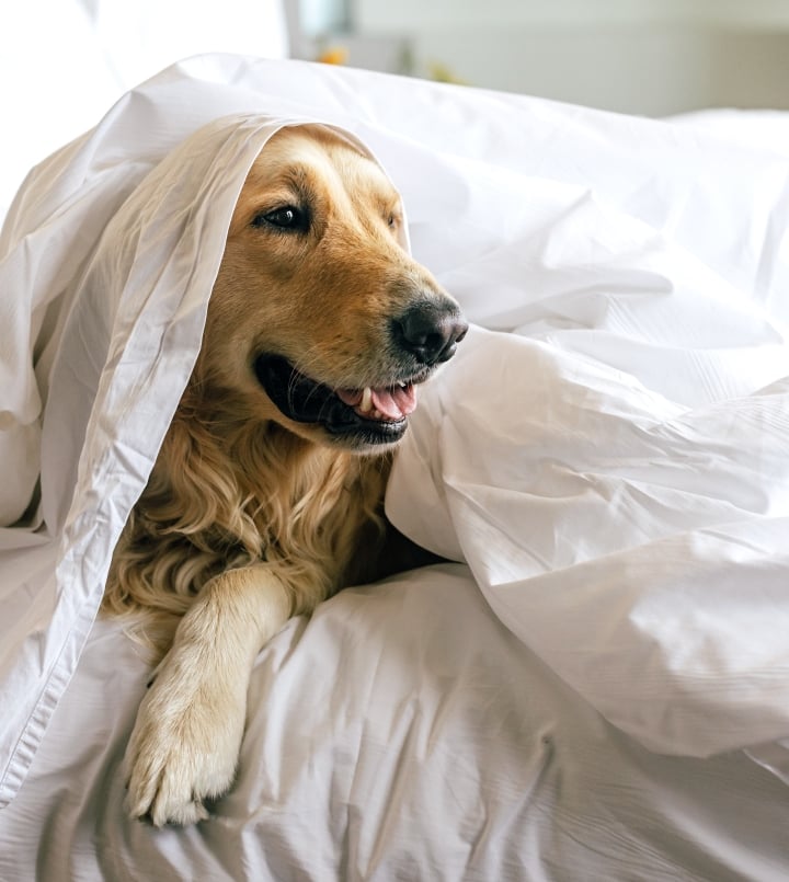 dog under the bed sheets
